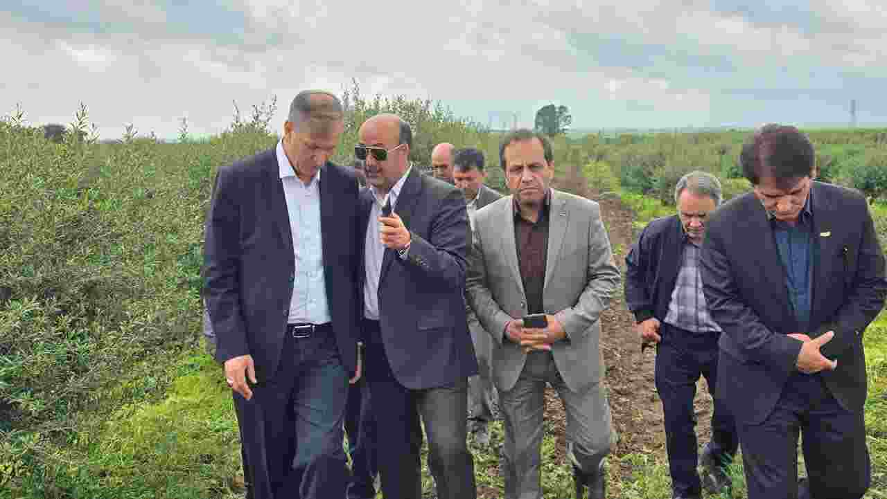 بازدید معاون وزیر جهاد کشاورزی از پروژه‌های باغبانی استان اردبیل