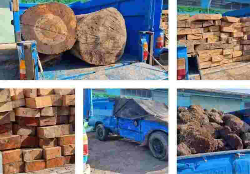  برای 6 متخلف قاچاق چوب اردبیل پرونده قضایی تشکیل شد