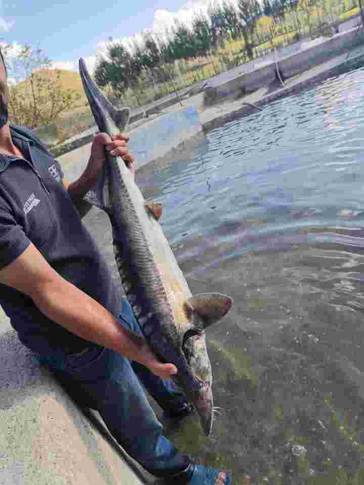 برای اولین بار اجرای طرح پرورش ماهیان خاویاری در شهرستان انگوت