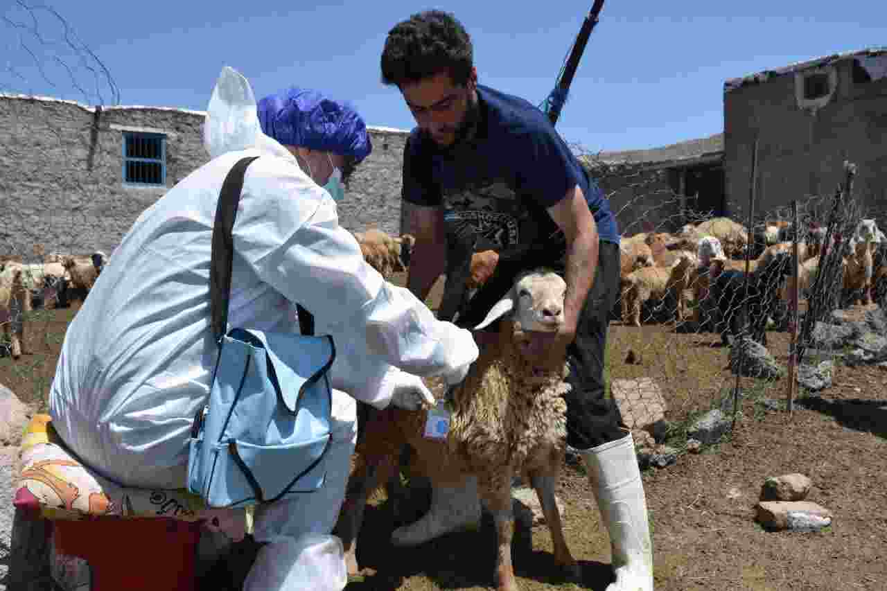 واکسیناسیون رایگان تب برفکی در دامهای روستایی و عشایری تا پایان سال جاری در استان اردبیل